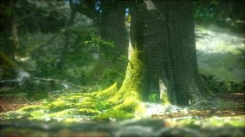 vacker grön mossa på golvet i skogen video
