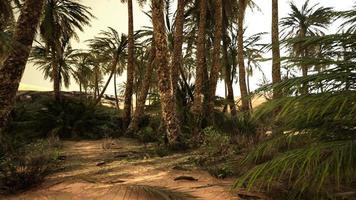 sandy dunes and palm trees in desert Sahara video