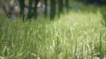 herbe verte fraîche sur la forêt video