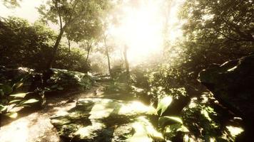 hoge luchtvochtigheid in jungle regenwoud in mistige dag timelapse video