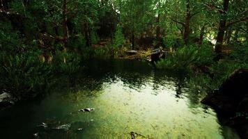 sommerliche Waldlandschaft mit grünen Laubbäumen am Ufer des kleinen Teiches video