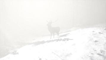 orgoglioso maschio di cervo nobile nella foresta di neve invernale video