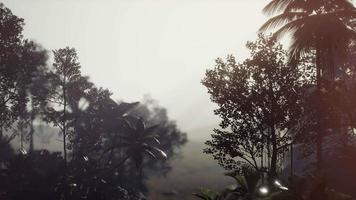 Tropical Palm Rainforest in Fog video