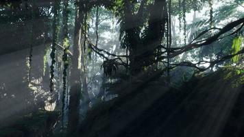 Misty jungle rainforest in fog video