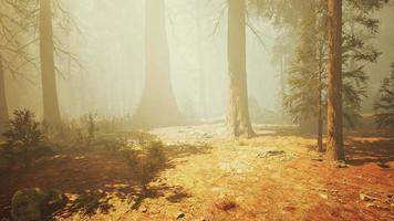 Loop Giant Sequoia Trees at summertime in Sequoia National Park, California video
