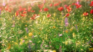 abbondanza di fiori selvatici in fiore sul prato in primavera video