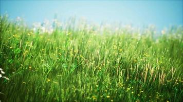 campo com grama verde e flores silvestres ao pôr do sol video