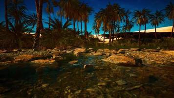 oasis de verdure avec étang dans le désert du sahara video