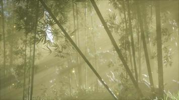 bosque de bambú asiático con clima de niebla matutina video