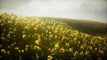 prachtige zonnebloemen en wolken in een zonsondergang in Texas video