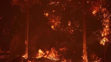 large flames of forest fire at night video