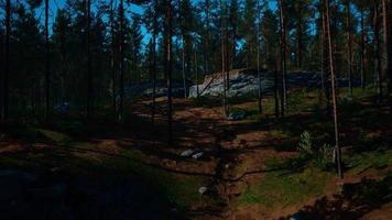 tiefe skandinavische wälder an einem spätsommerabend video