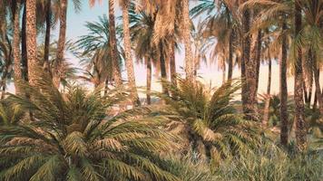 palmiers dans le désert avec des dunes de sable video