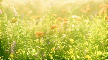 vrai champ et fleurs au coucher du soleil video