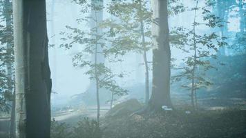 panorama of green forest at cold foggy morning video