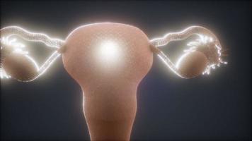 anatomia do sistema reprodutor feminino video