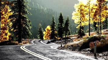 forest road under sunset sunbeams video