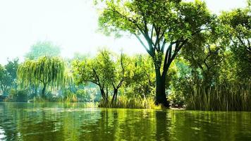 scenic view of the park in the center of the big city in the summer video