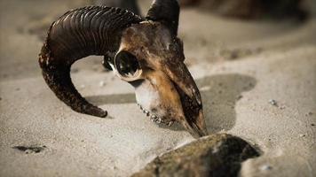 Skull with ram horns on the beach video