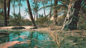 oasis de verdure avec étang dans le désert du sahara video