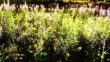 prairie sauvage avec des fleurs sauvages en fleurs dans la lumière du soleil douce tôt le matin ou au coucher du soleil video