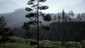 florestas de pinheiros na base da montanha em dia ensolarado de verão video
