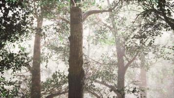 forêt d'été avec brouillard profond video