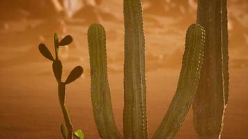 arizona öken solnedgång med jätte saguaro kaktus video