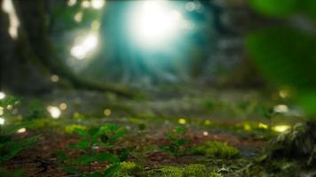 Sunlight rays pour through leaves in a rainforest video