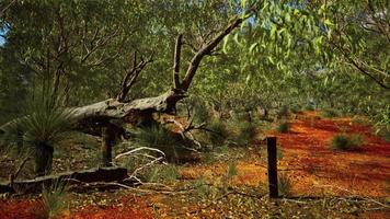 arbusto australiano com árvores na areia vermelha