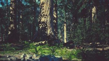 beroemd sequoiapark en gigantische sequoiaboom bij zonsondergang video