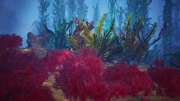 underwater coral reef with sun rays video