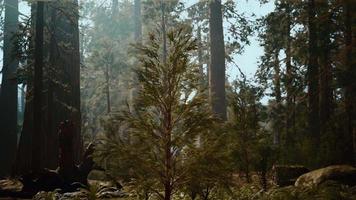 bosque alto de secuoyas en el parque nacional de yosemite video