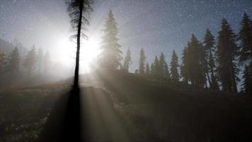estrelas da via láctea com luar acima da floresta de pinheiros video