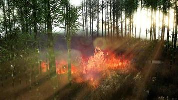 Vent soufflant sur un bambou flamboyant lors d'un incendie de forêt