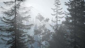 forêt nordique brumeuse tôt le matin avec brouillard video