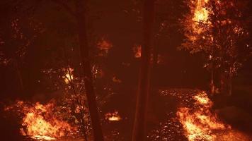 large flames of forest fire at night video