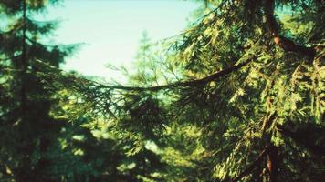 arbres à cônes verts dans la lumière du soleil video