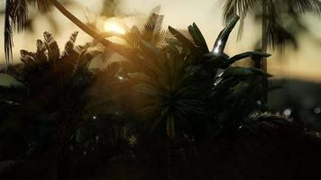 Coco palm trees tropical landscape video