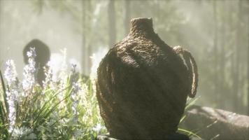 forêt de bambous du japon et herbe de prairie verte avec lumière naturelle video