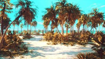 onbewoond eiland met palmbomen op het strand video