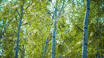 white birch trees in the forest in summer video