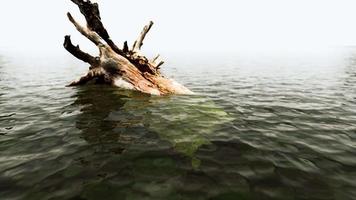 dead oak tree in the Atlantic Ocean water video