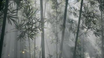 forêt de bambous asiatique avec temps de brouillard du matin