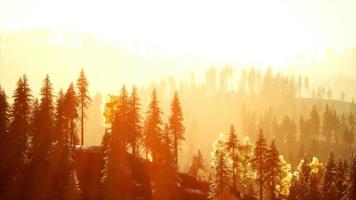 Sunlight in spruce forest in the fog on the background of mountains at sunset video