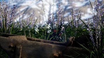 Lavender field with blue sky and mountain cover with snow video