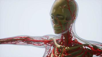 Wissenschaft Anatomie menschlicher Blutgefäße video