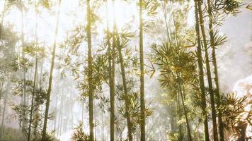 bosque de bambú asiático con luz solar matutina video