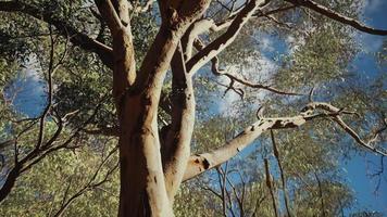Eukalyptus im roten Zentrum Australiens video