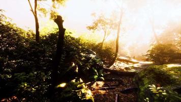 hyperlapse of tropic rainforest jungle with fog and sun rays video